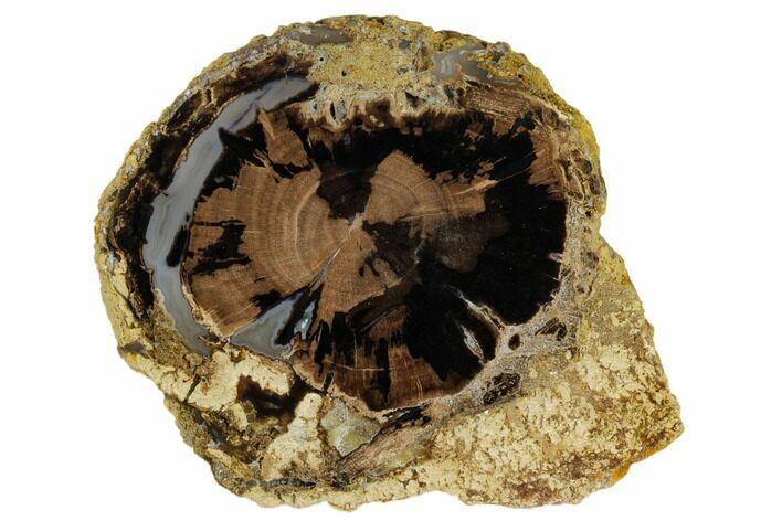 Polished Petrified Wood Limb (Schinoxylon) End-Cut - Wyoming #184831